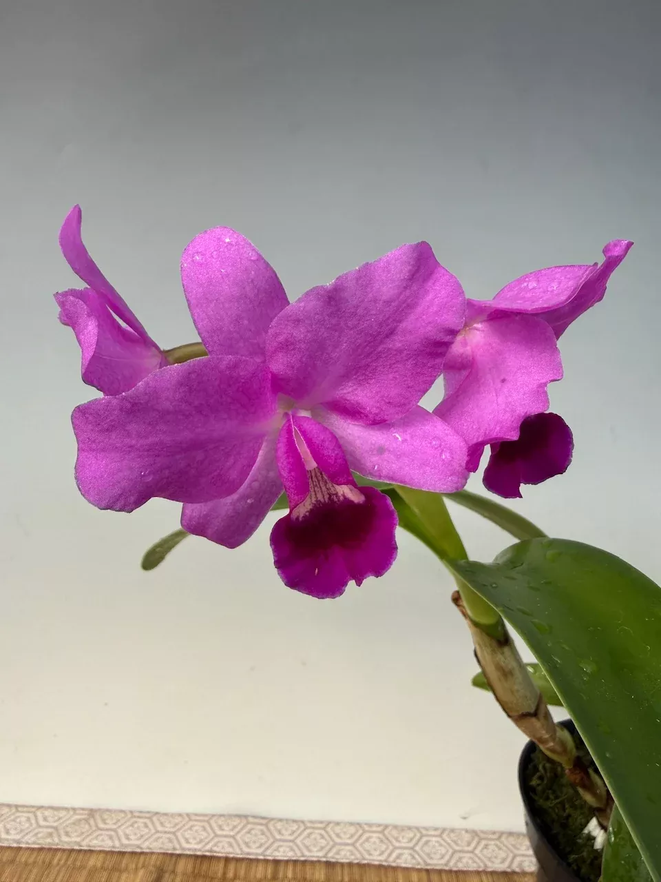 Cattleya bowringiana (4N)