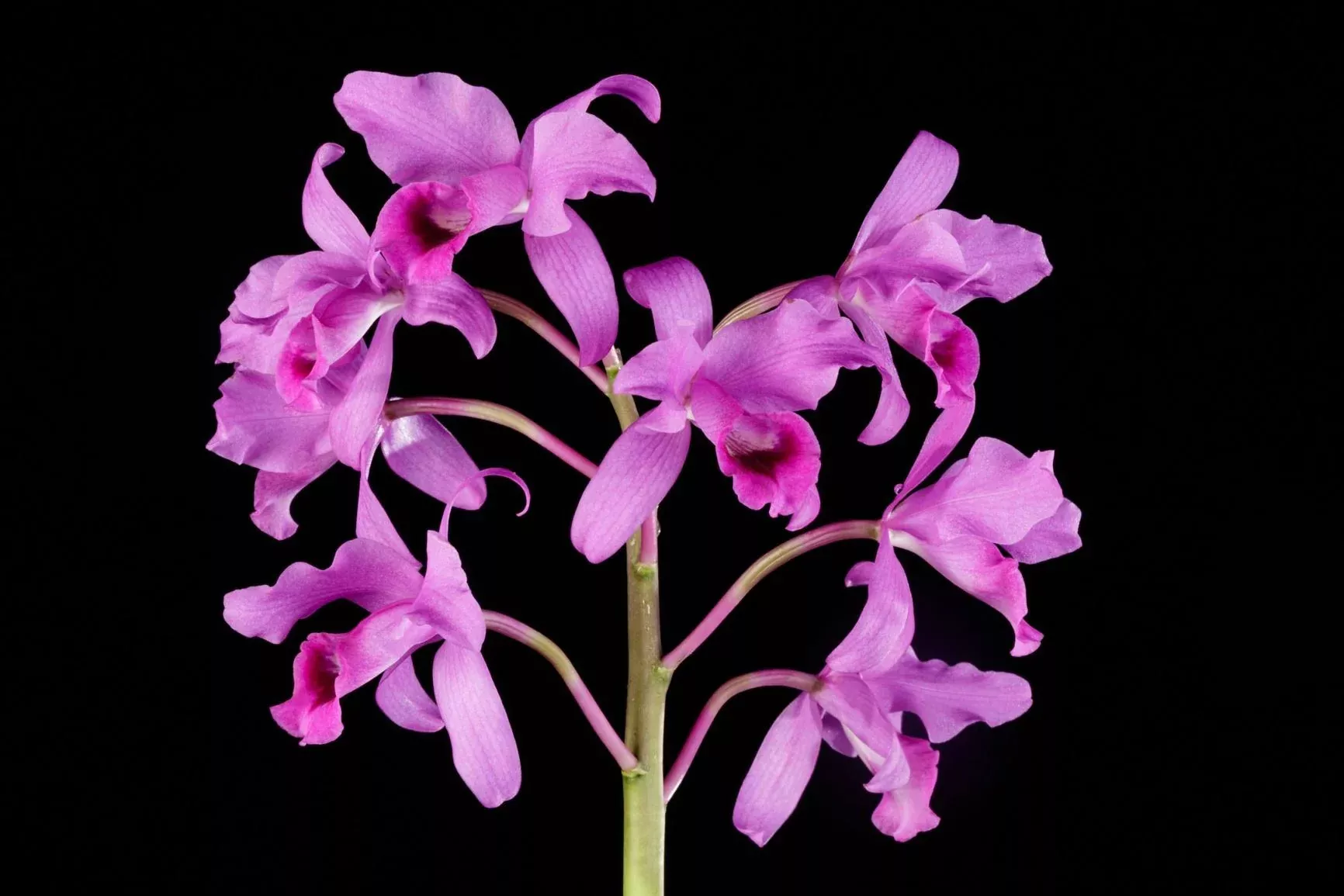 Cattleya bowringiana