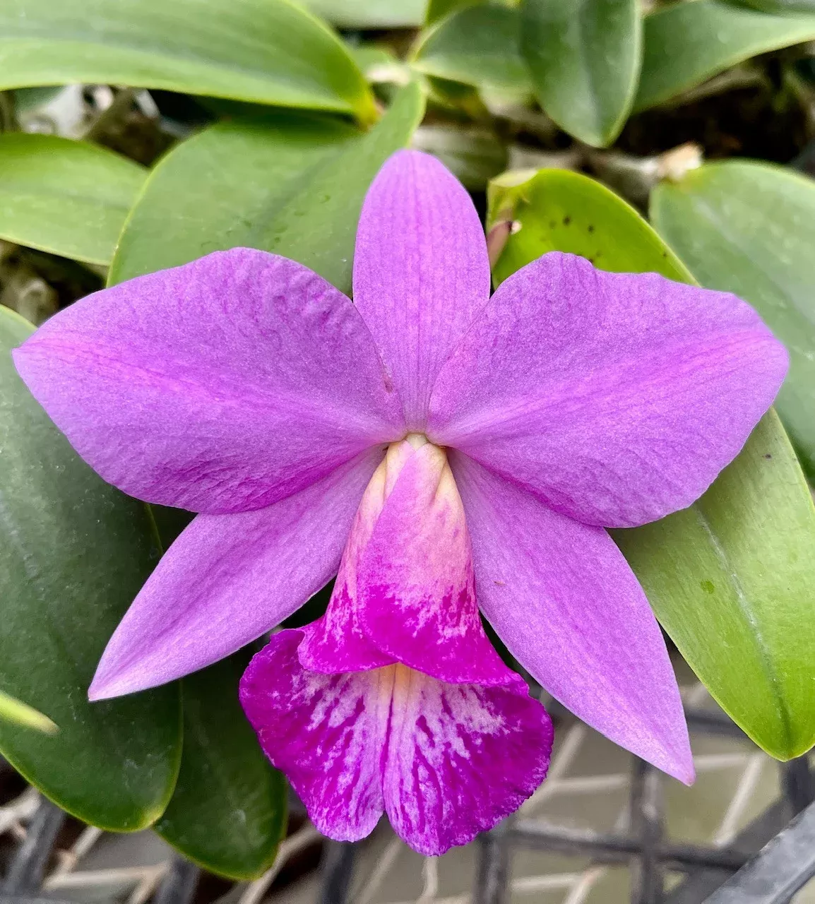 Cattleya Kokubun