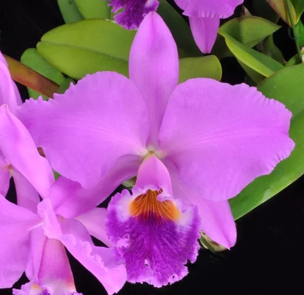 Cattleya labiata