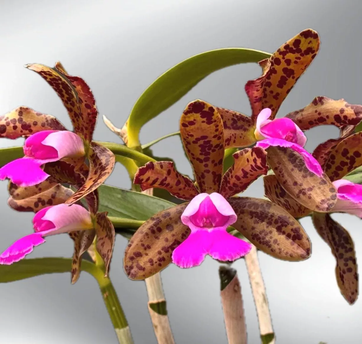Cattleya Lacey Michelle Matherne
