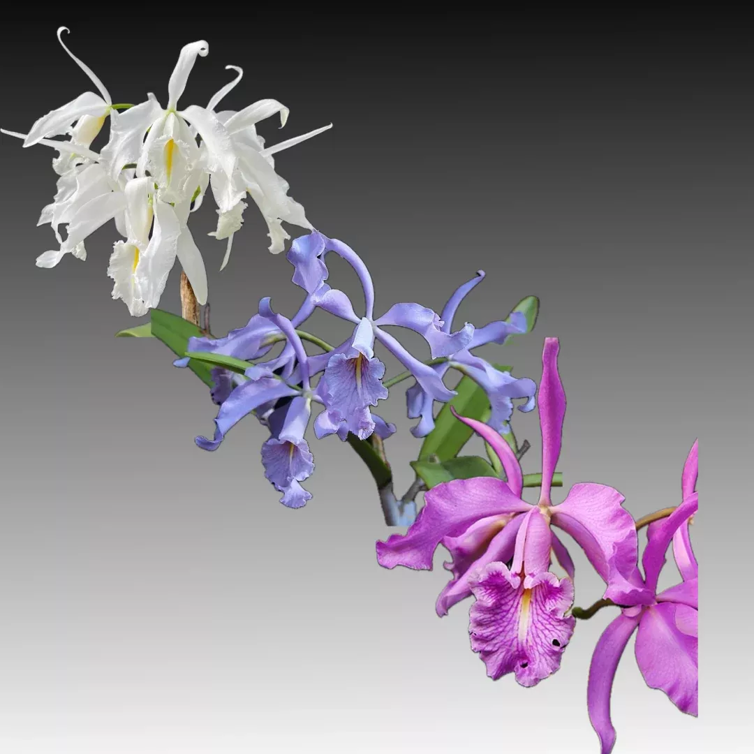 Cattleya maxima
