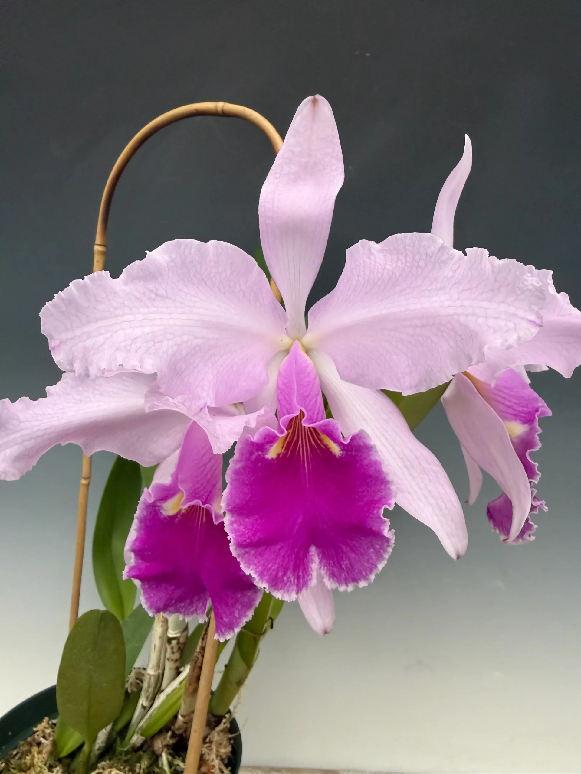 Cattleya warscewiczii - tipo