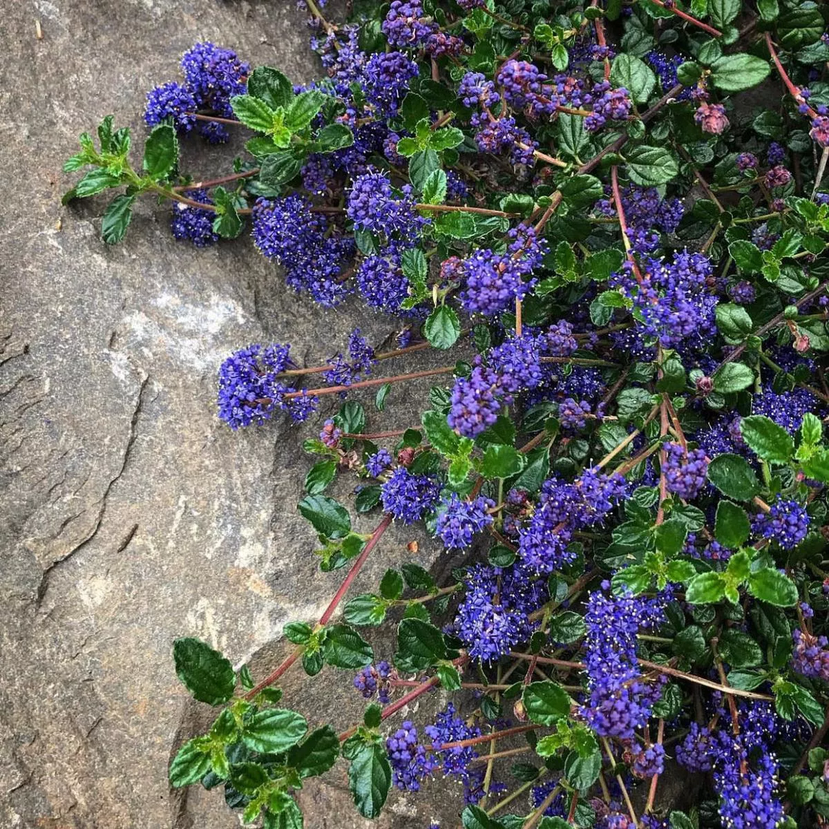 Ceanothus foliosus var. vineatus’Clepto ’