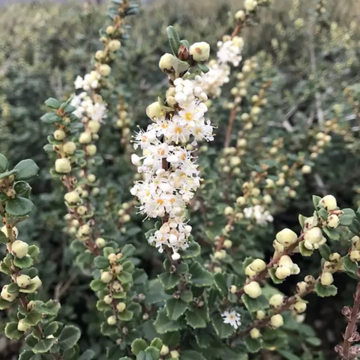 Ceanothus maritimus’Popcorn ’