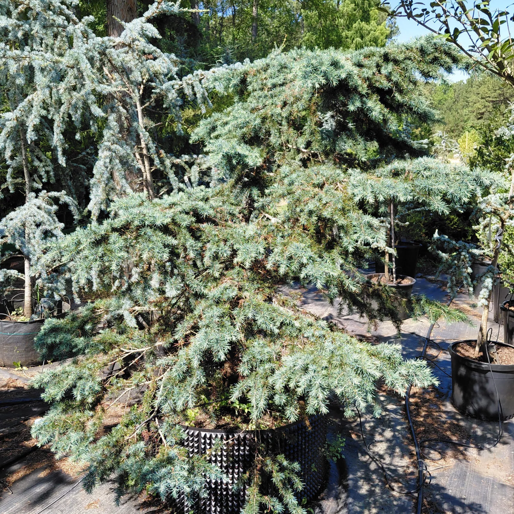 Cedrus deodara ‘Prostrate Beauty’