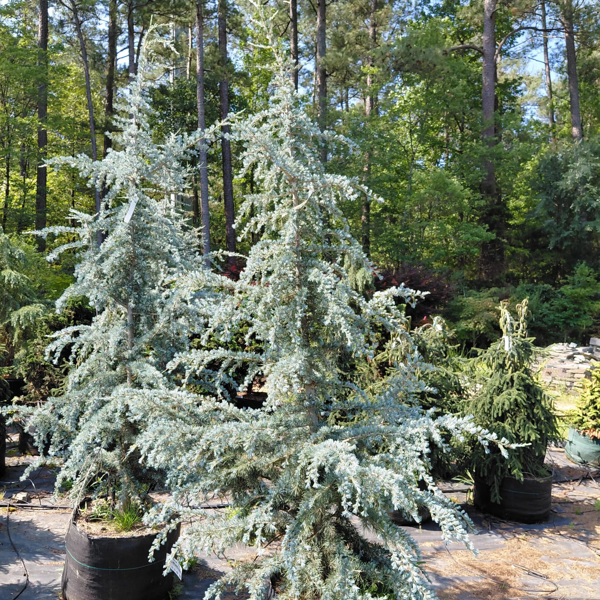 Cedrus deodara ‘Sanders Blue’
