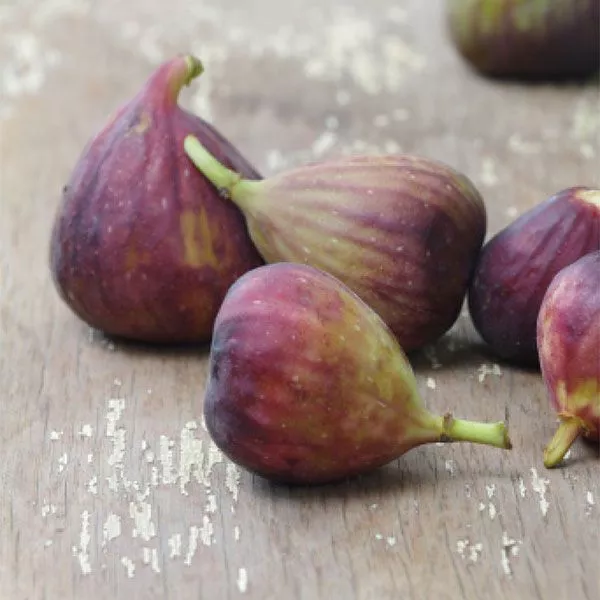 Celeste Fig Tree
