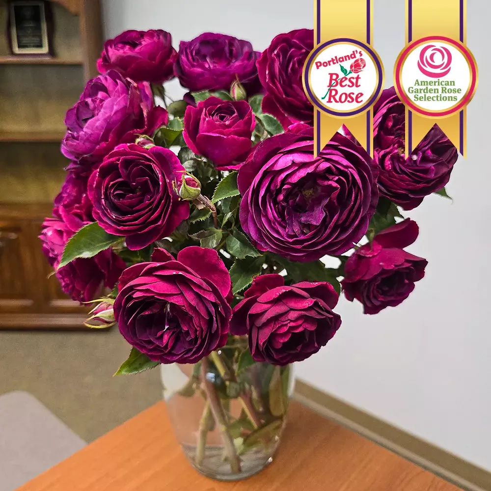 Celestial Night™ Floribunda Rose