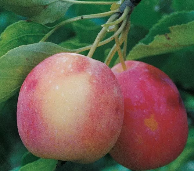 Centennial Crabapple – Semi-Dwarf (4′-5′)