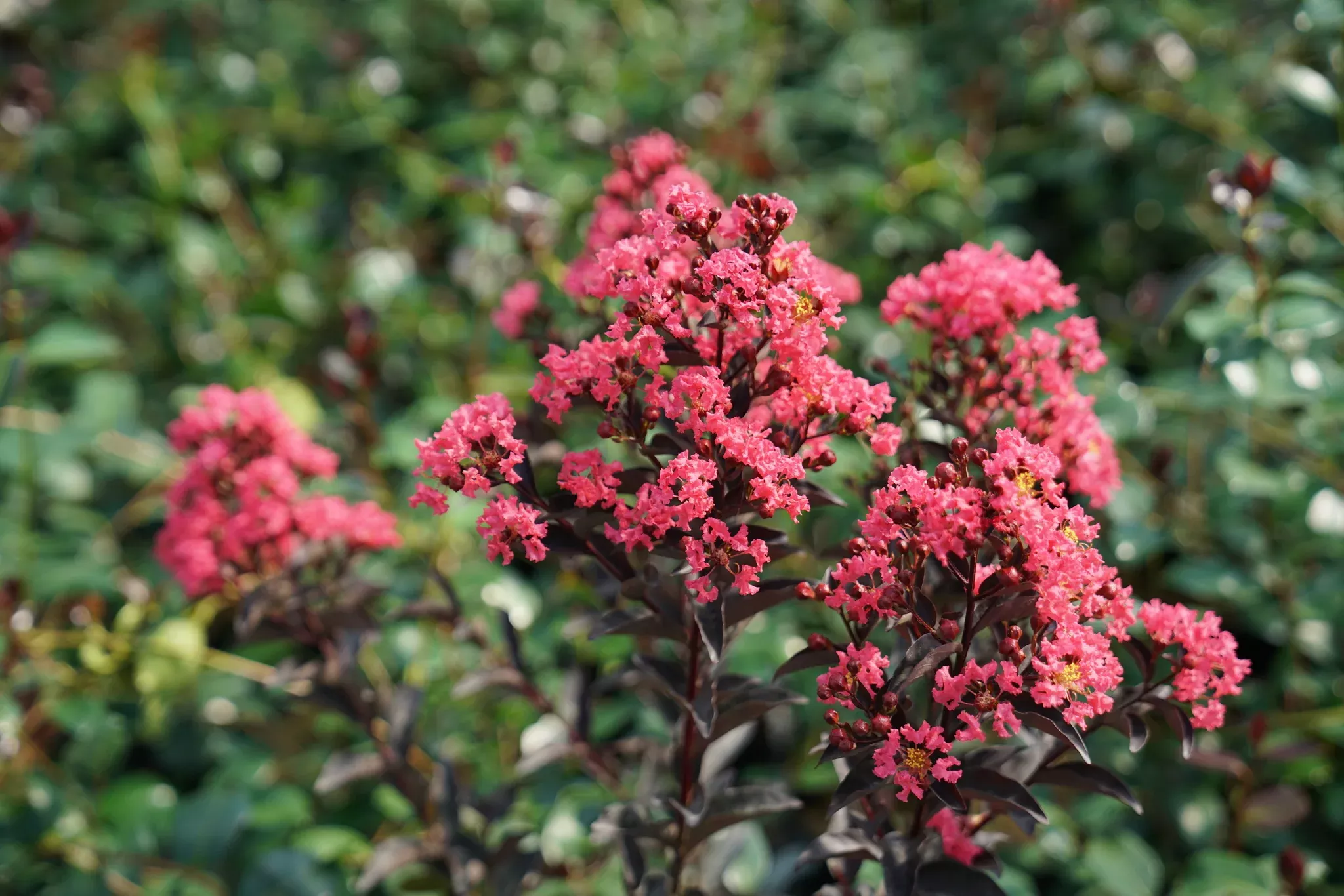 Center Stage Coral Crape Myrtle