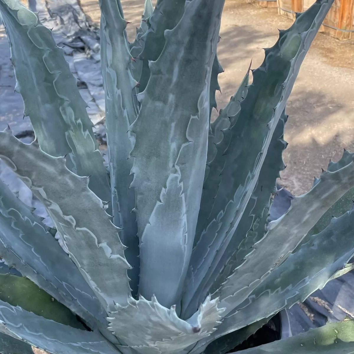 Century Plant – 5 Gallon