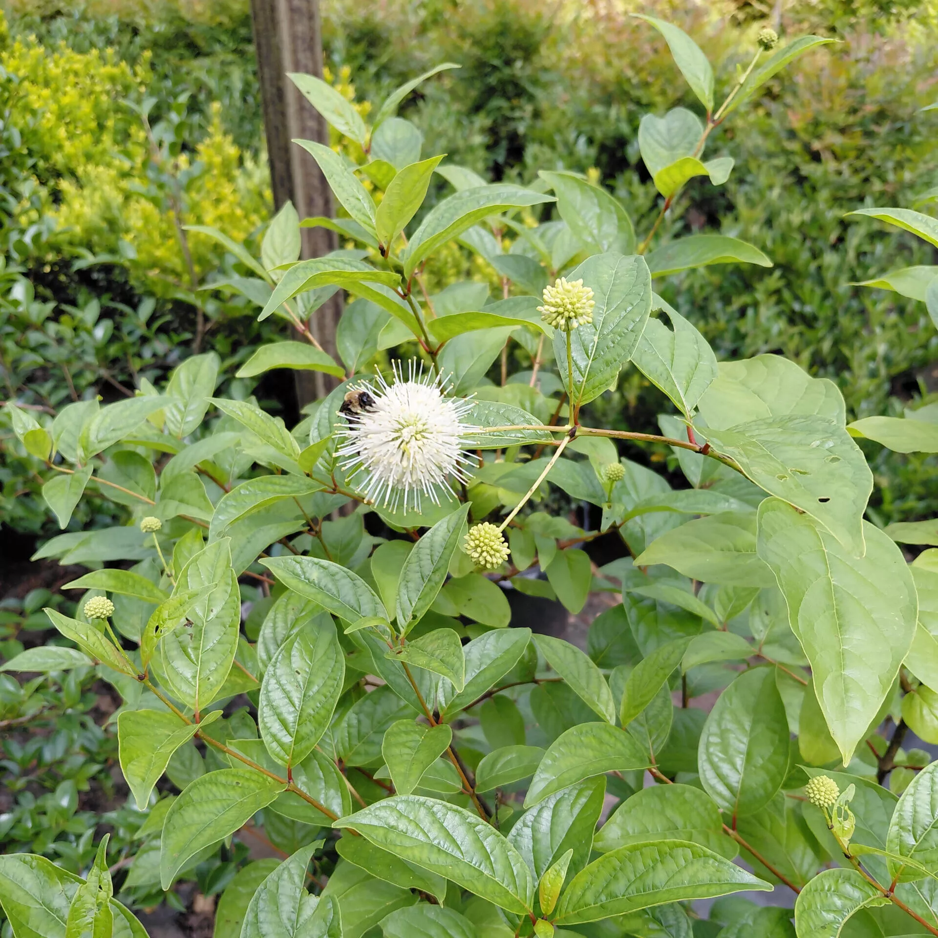 Cephalanthus occidentalis ‘Bailoptics’