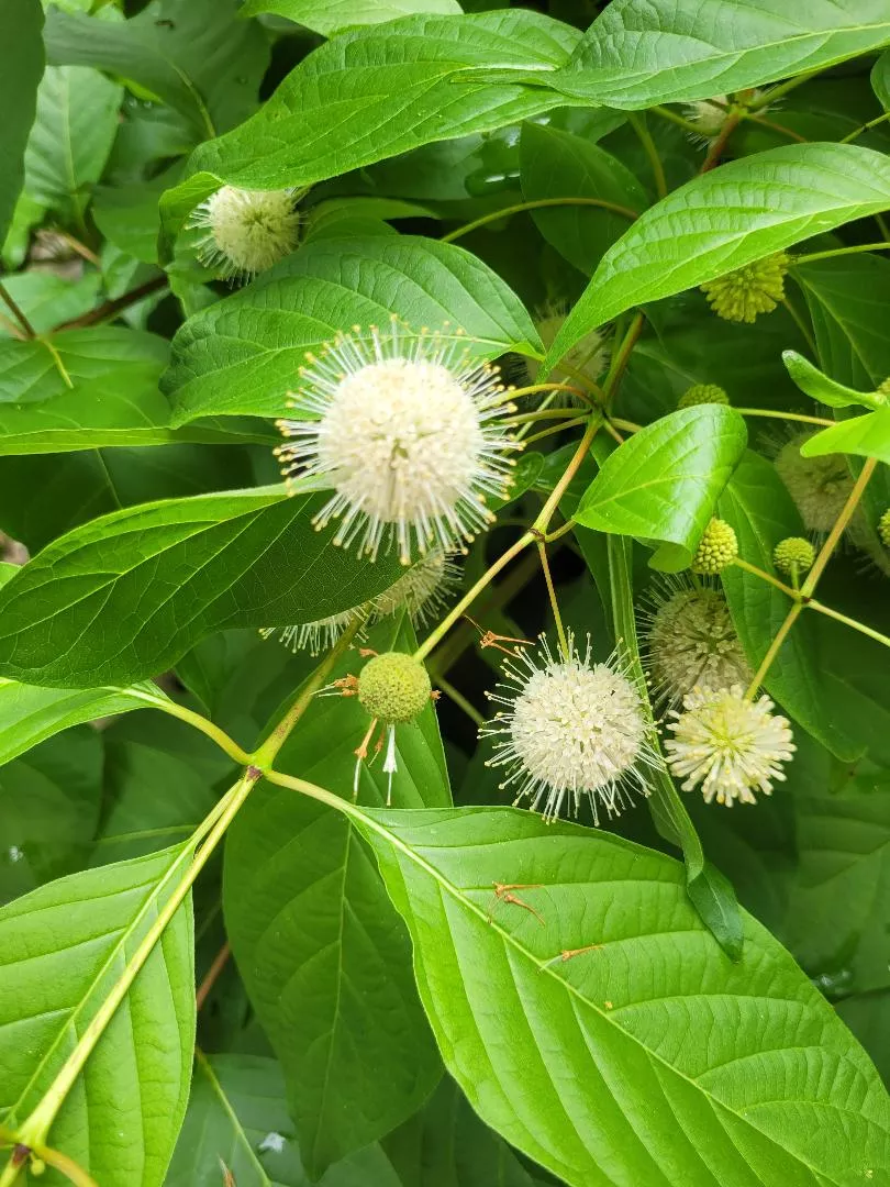 Cephalanthus occidentalis (Buttonbush)