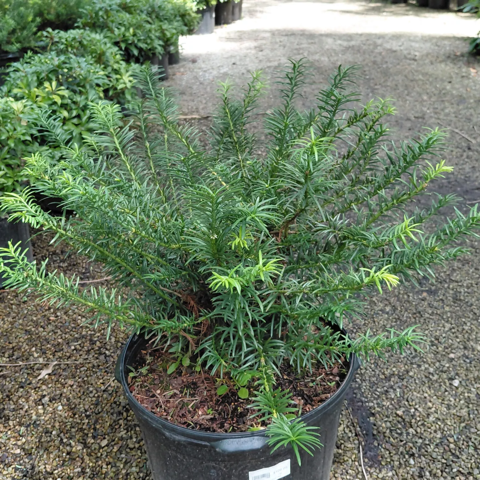 Cephalotaxus harringtonia var. drupacea