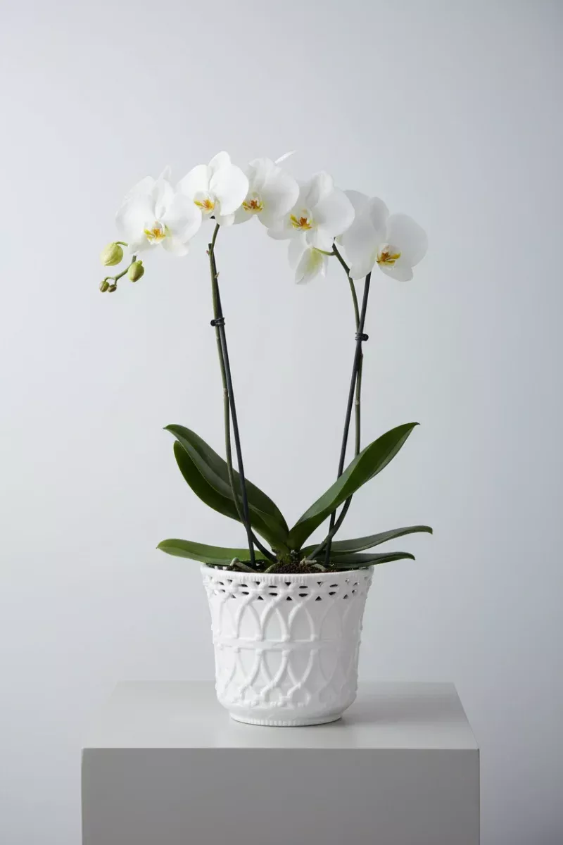 Ceramic Basket Weave Embossed Pot Small White