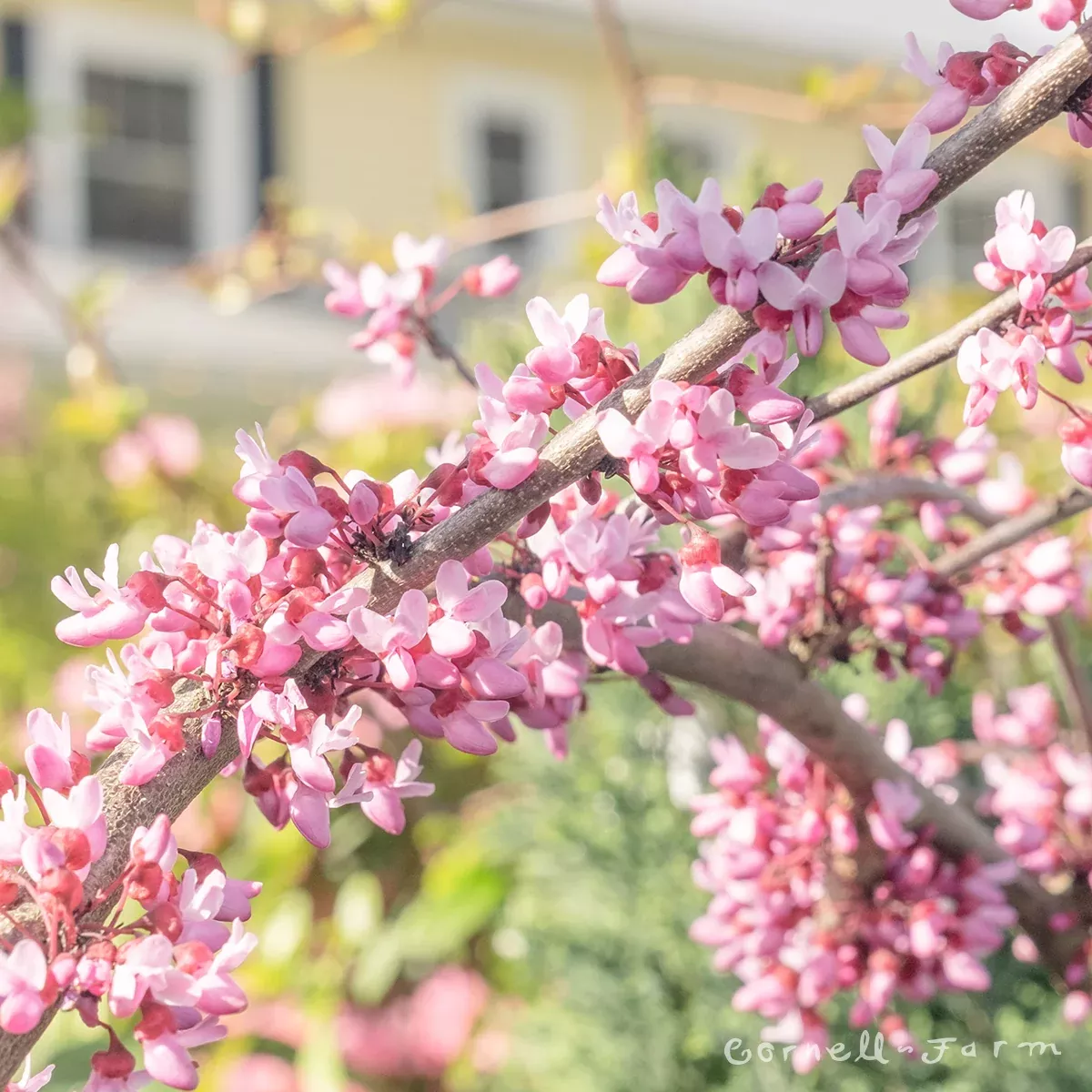 Cercis canadensis Midnight Express 15gal Redbud