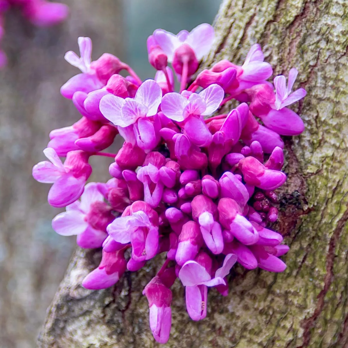 Cercis canadensis