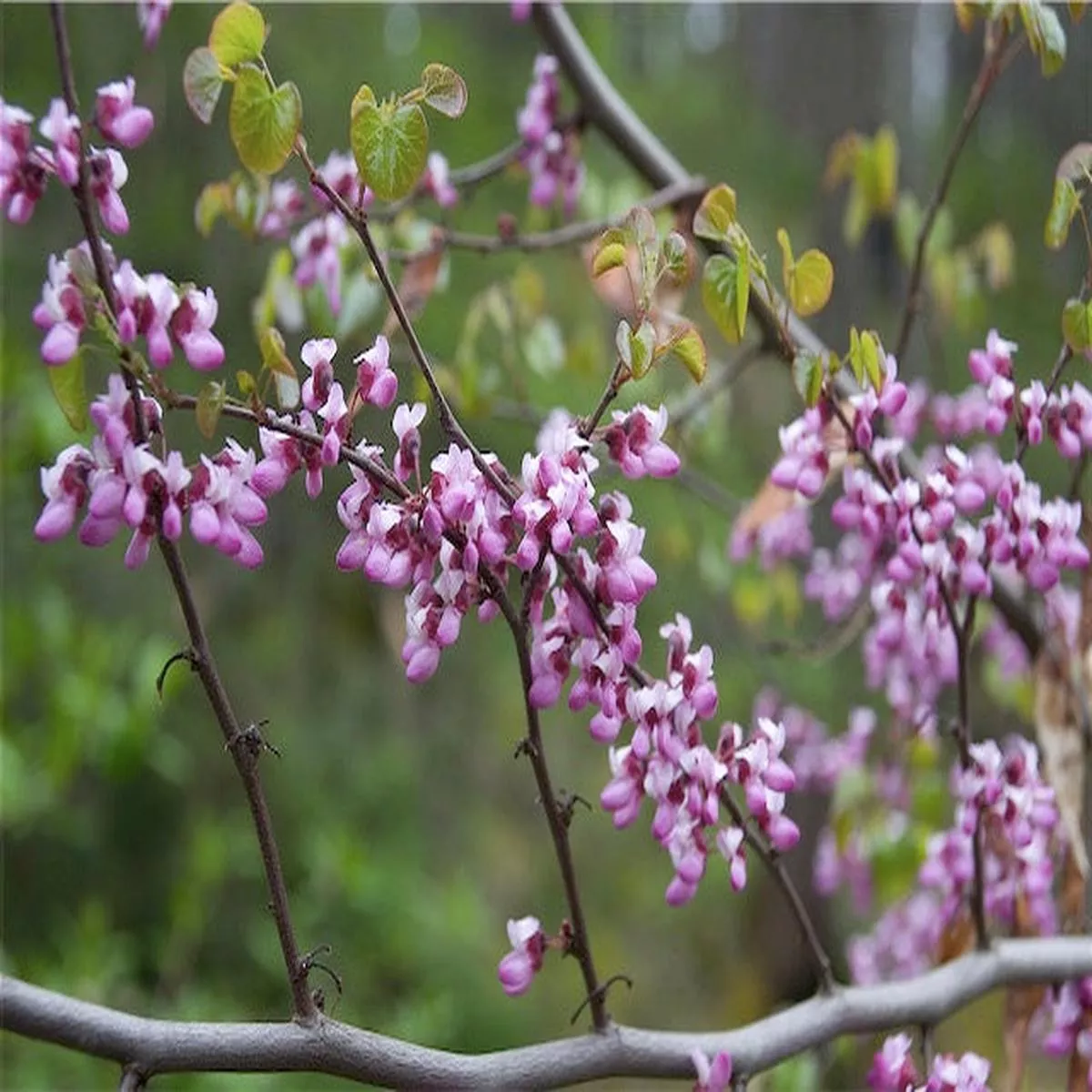 Cercis occidentalis