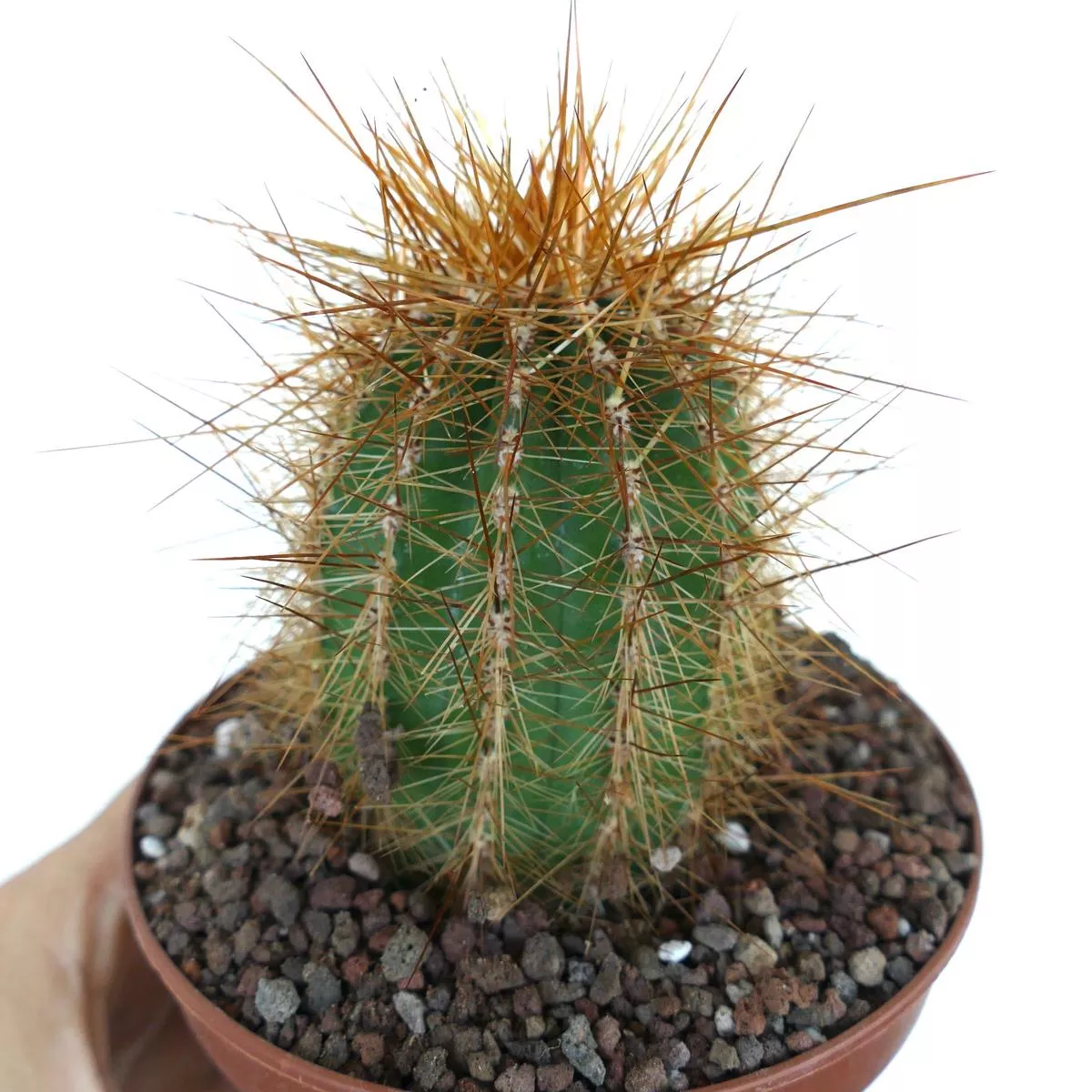 Cereus atacamensis NICE SPINES
