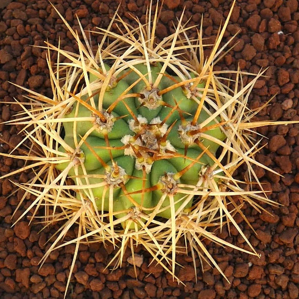 Cereus pasacana 12cm