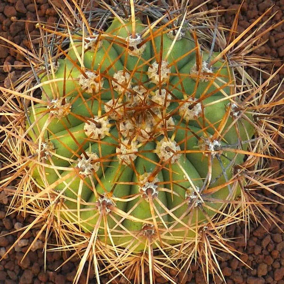 Cereus pasacana C190
