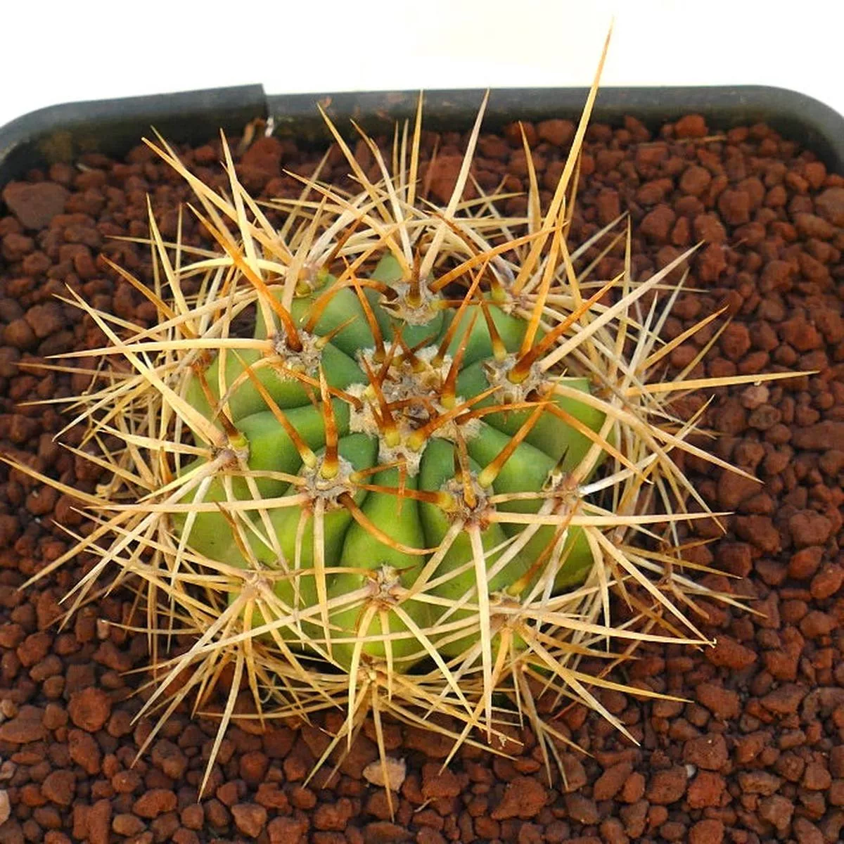 Cereus pasacana