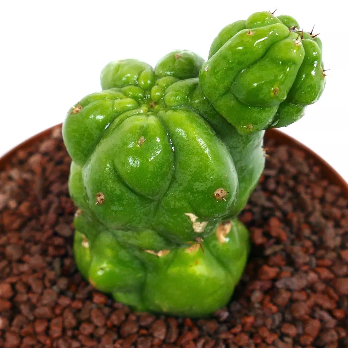 Cereus sp. MONSTRUOSUS ALIEN FORM 2015