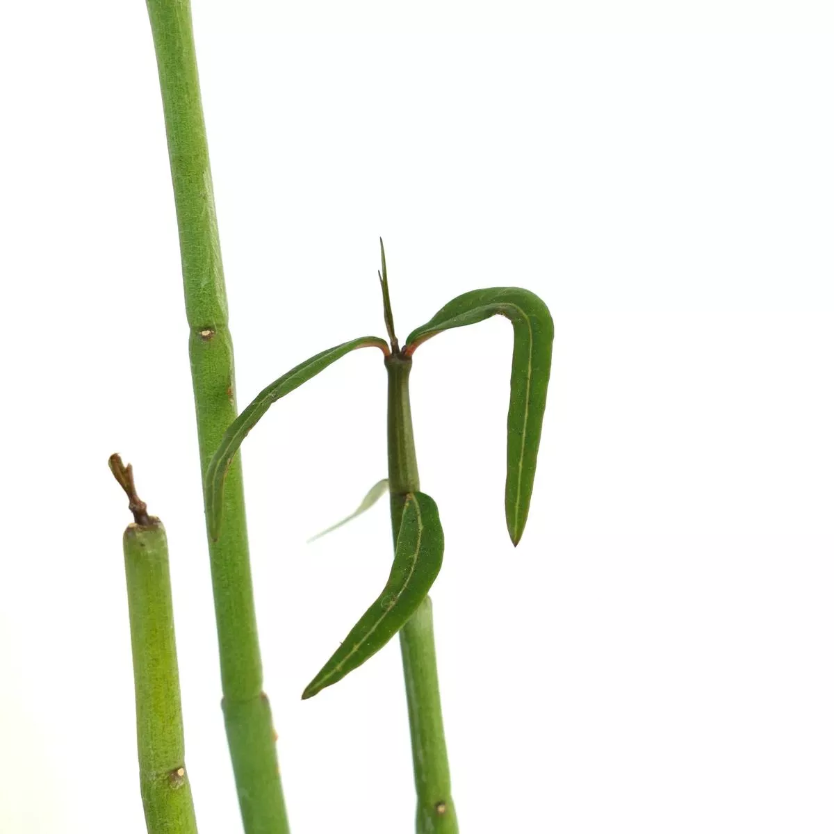 Ceropegia dichotoma (3 STEMS)
