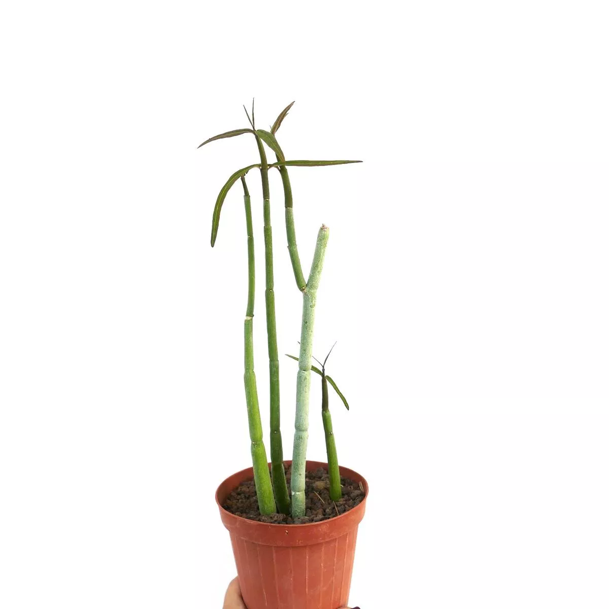 Ceropegia dichotoma SEVERAL STEMS