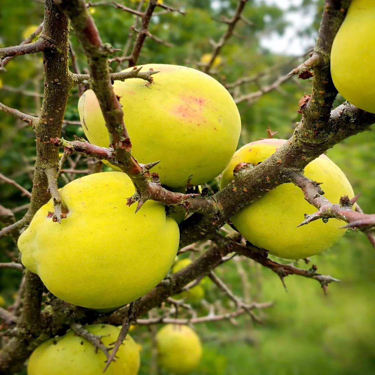 Chaenomeles cathayensis