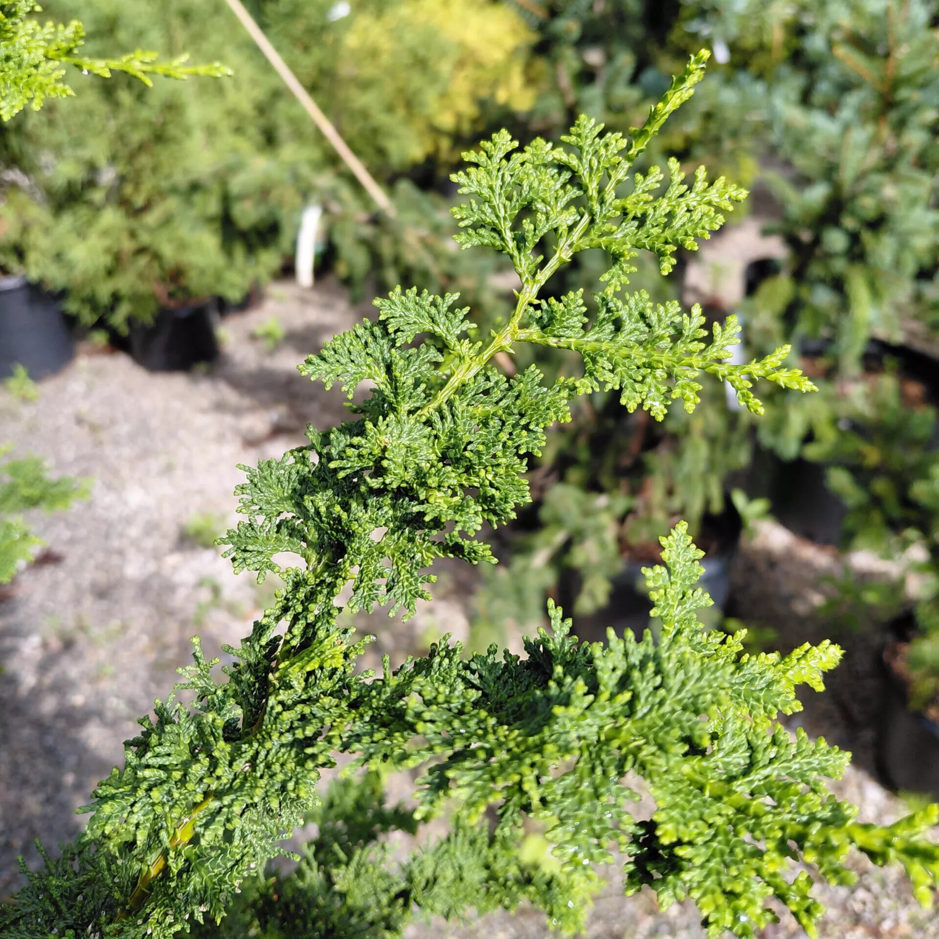 Chamaecyparis obtusa ‘Filicoides’