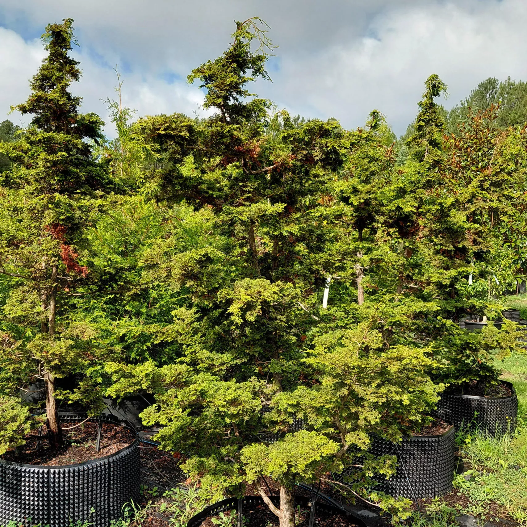 Chamaecyparis obtusa ‘Gracilis’