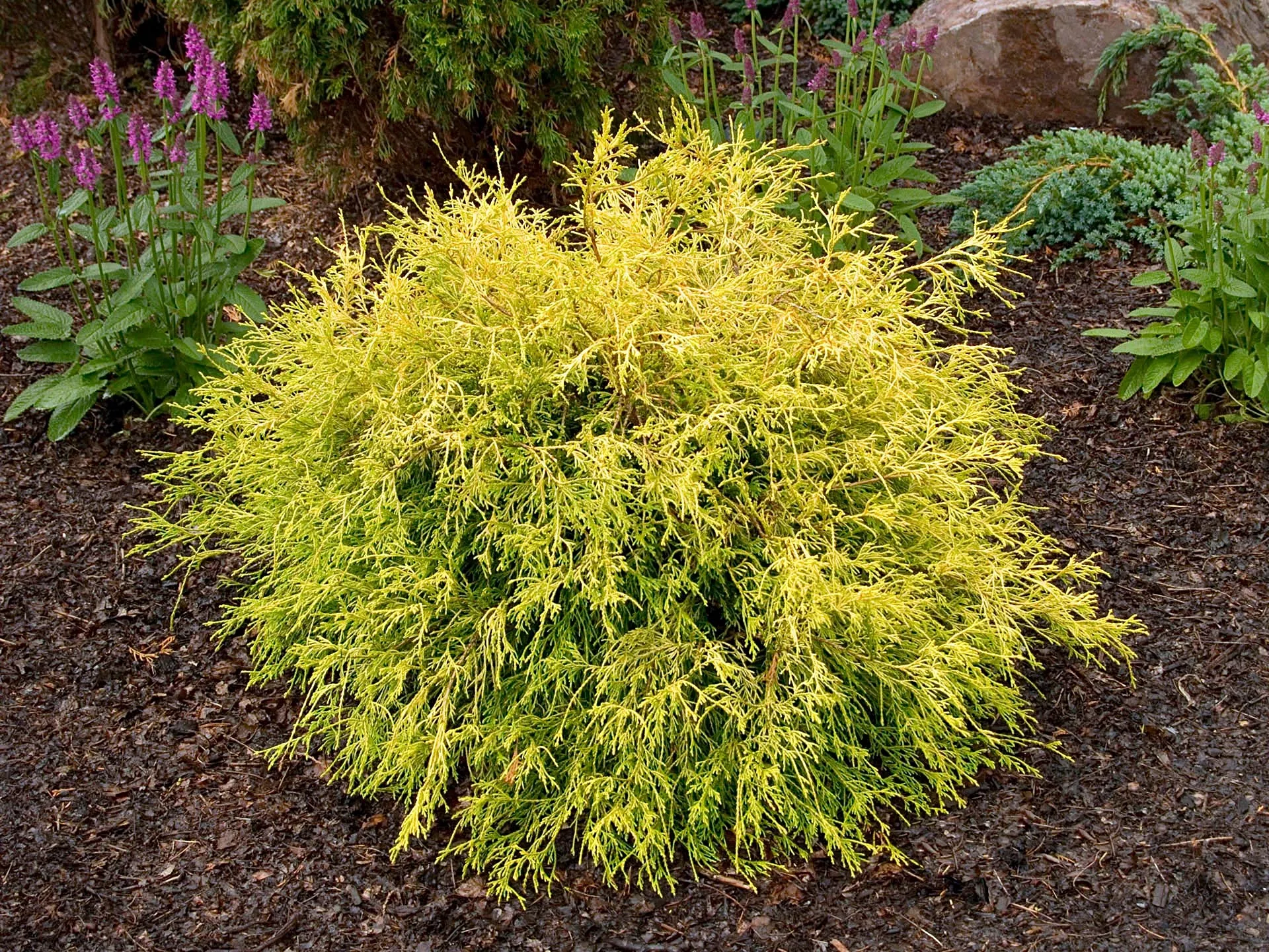 ChamaecyparisFalse Cypress"Gold Mop"#3 Container
