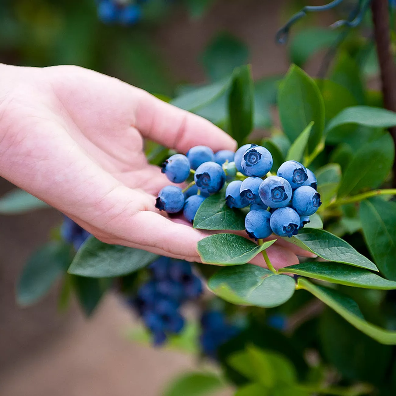Chandler Blueberry Bush – 1 Gallon