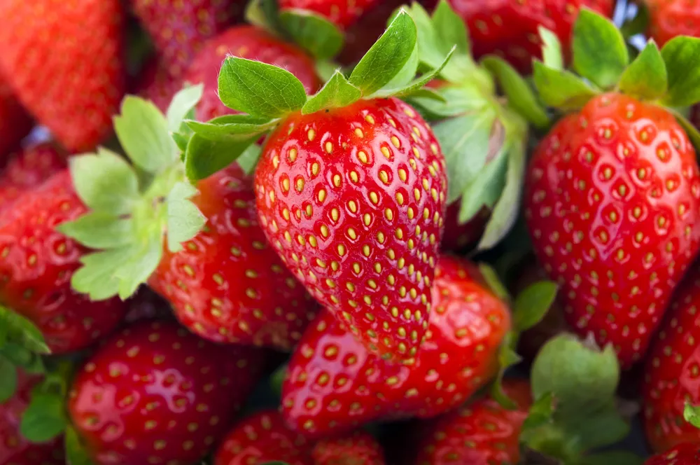 Chandler Strawberry Plugs