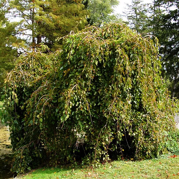 Chaparral Weeping Mulberry – #20 Container 4-6 Feet