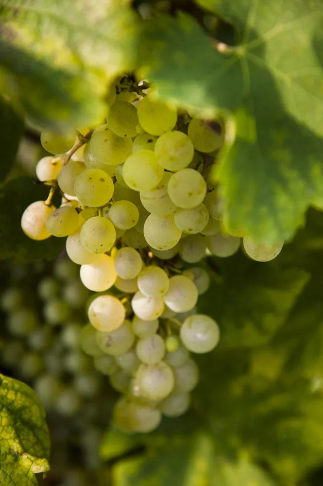 Chardonel Bunch Grape Vine
