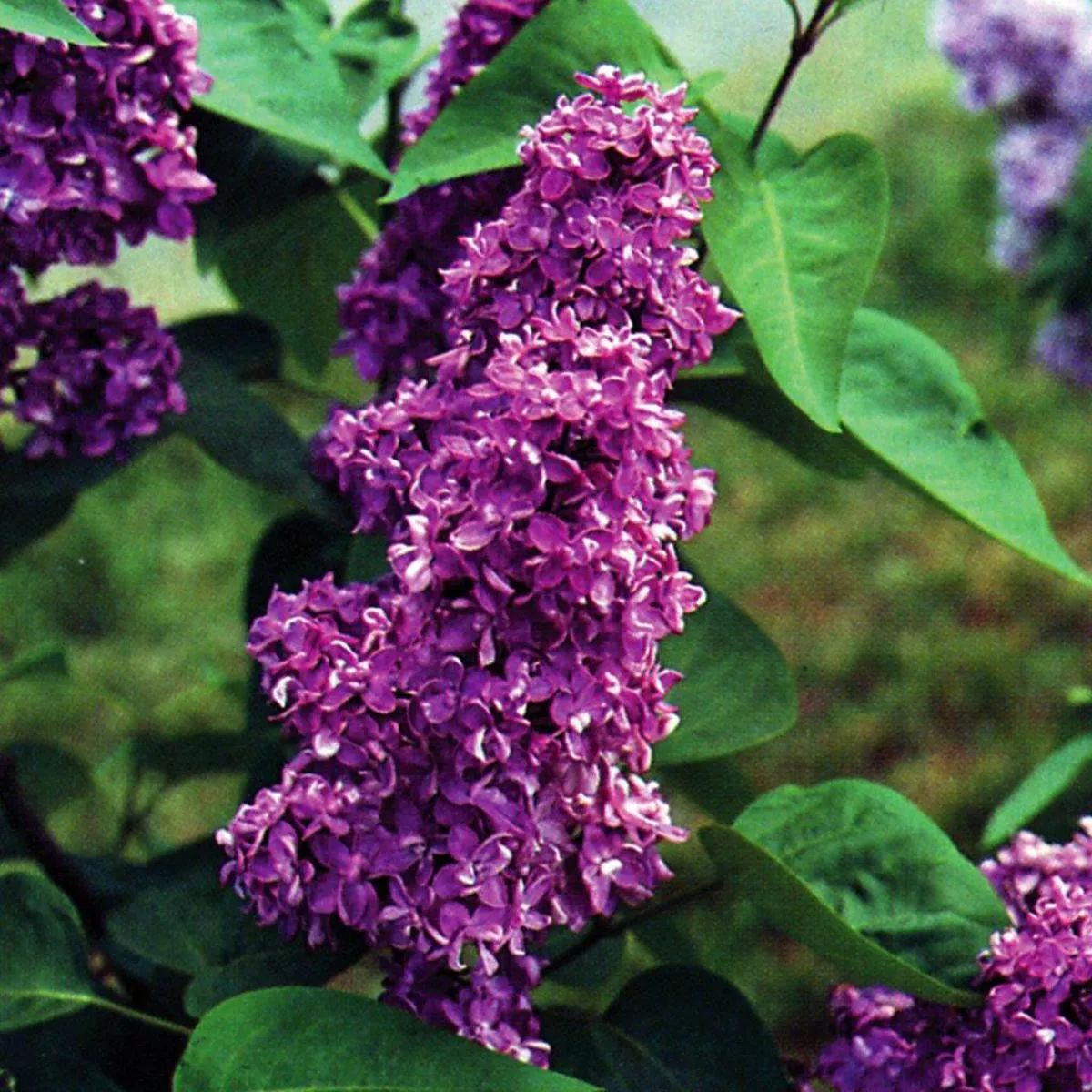 Charles Joly Common Lilac# 3 Container