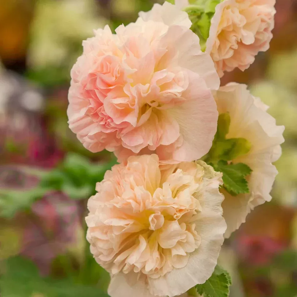 Chater's Chamois Double-Flowered Hollyhock
