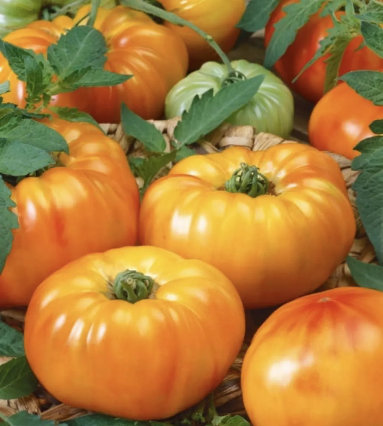 Chefs Choice Bicolor Tomato Seeds