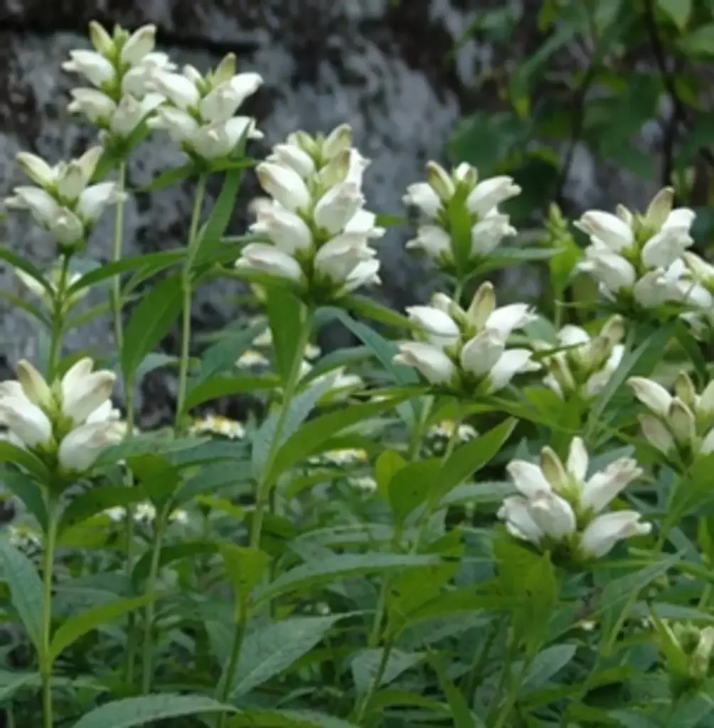 Chelone glabra – WhiteTurtlehead (BTF.DR.H.HMR.NB)