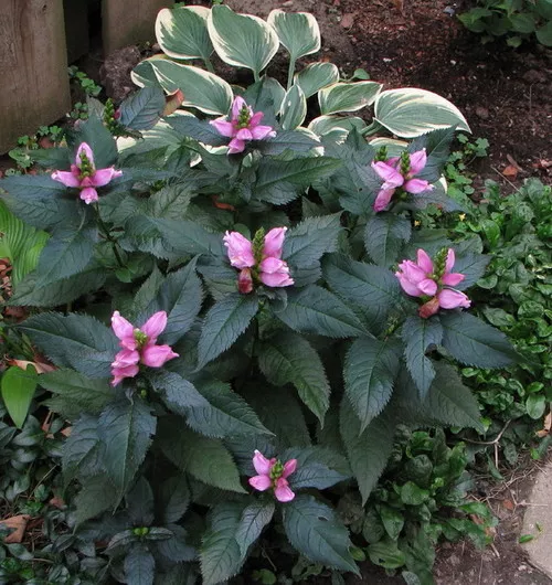 Chelone lyonii ‘Hot Lips’