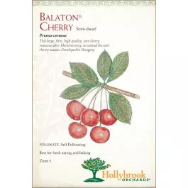 Cherry Balaton Semidwarf