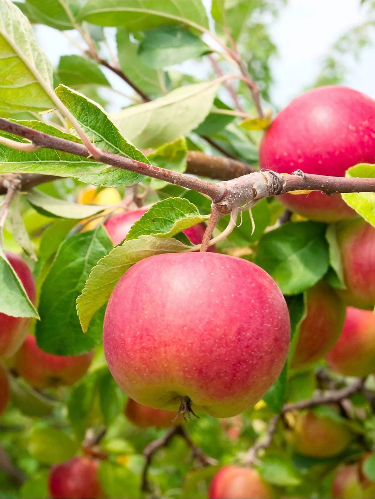 Cherry Cox Apple – Dwarf (4′-5′)