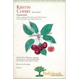 Cherry Kristin Semi-dwarf