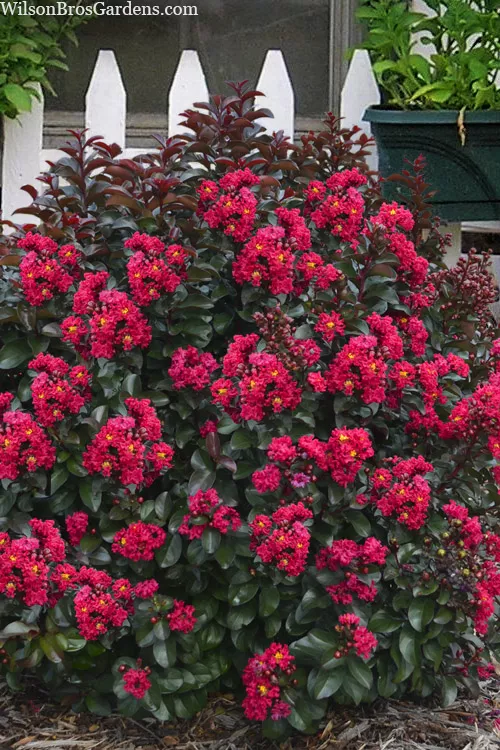 Cherry Mocha Dwarf Crape Myrtle - 1 Gallon Pot