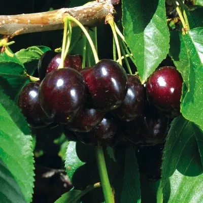 Cherry Tree (Amarena Di Pescara)
