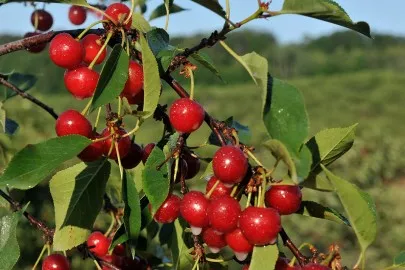 Cherry Tree (Montmorency)