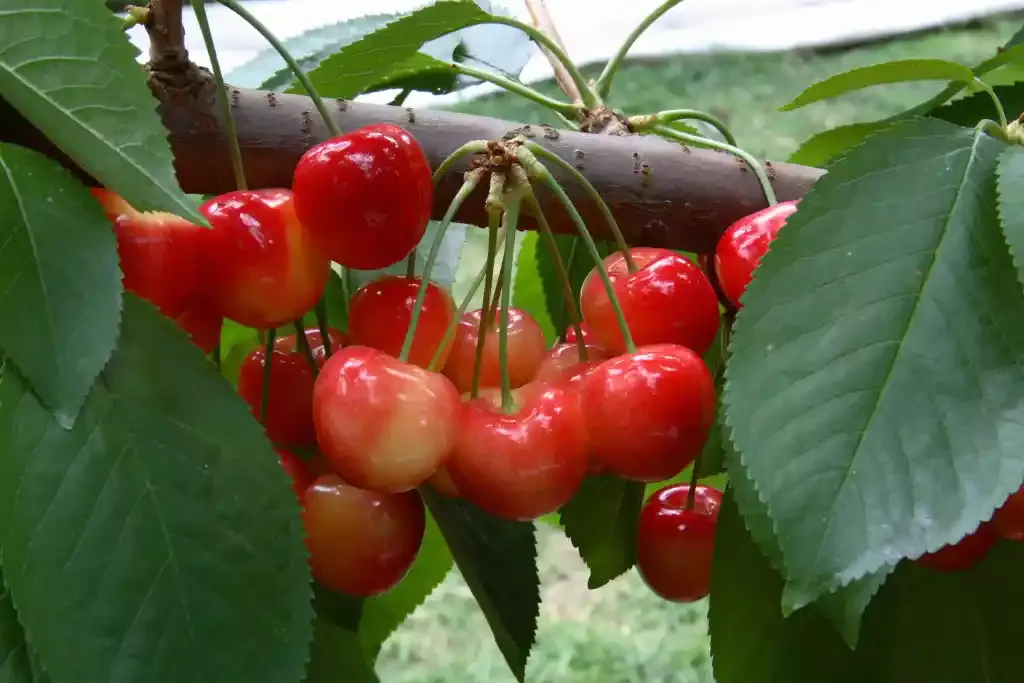 Cherry Tree (Royal Rainier)